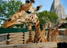 Zoo v Paríži opäť otvorili