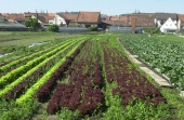 Bambergské záhrady 